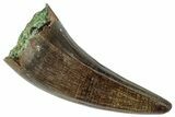 Fossil Crocodilian Tooth - Judith River Formation #263851-1